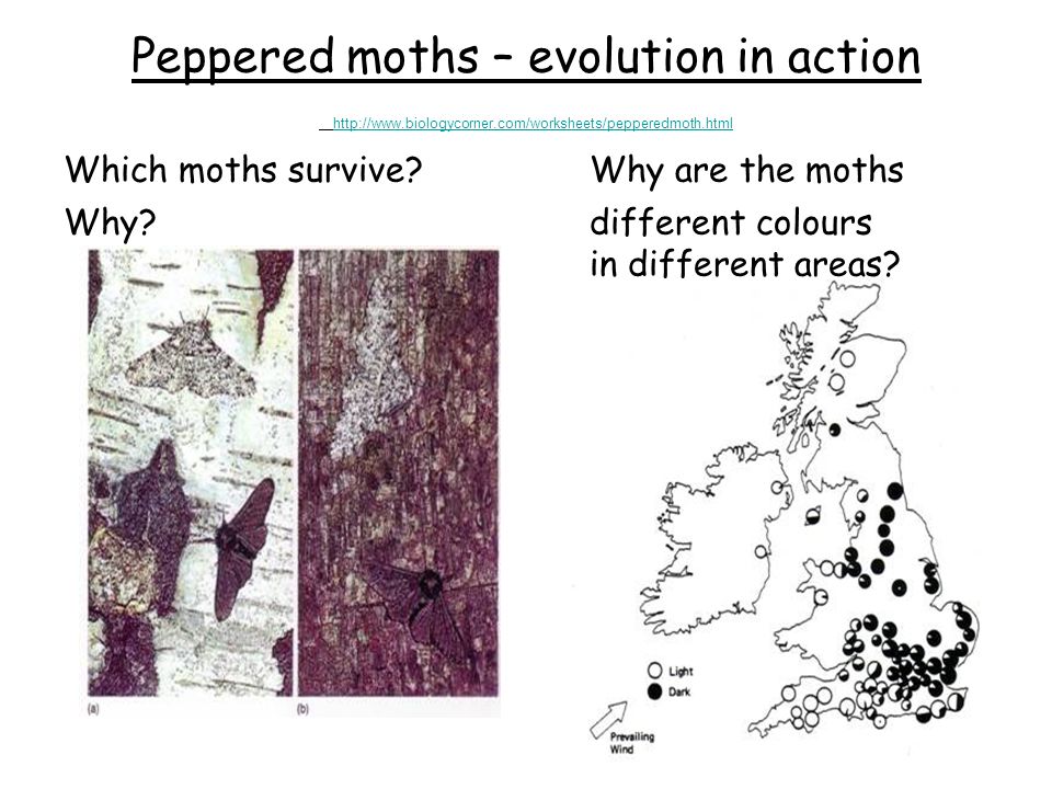 Peppered moths - evolution in action biologycorner.