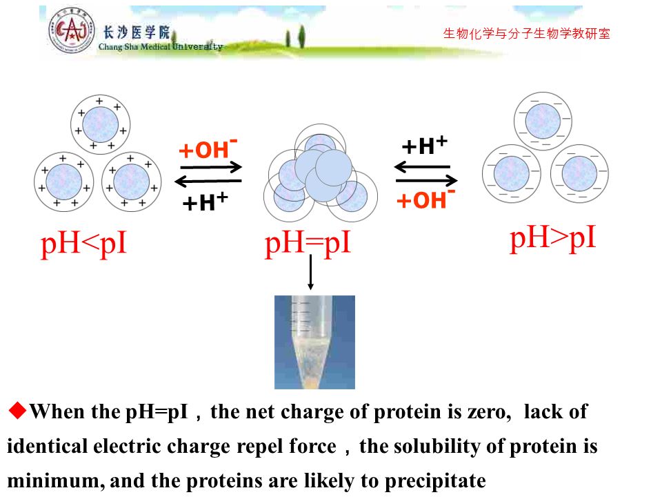 Aims Master the zwitterionic property of proteins - ppt video online  download