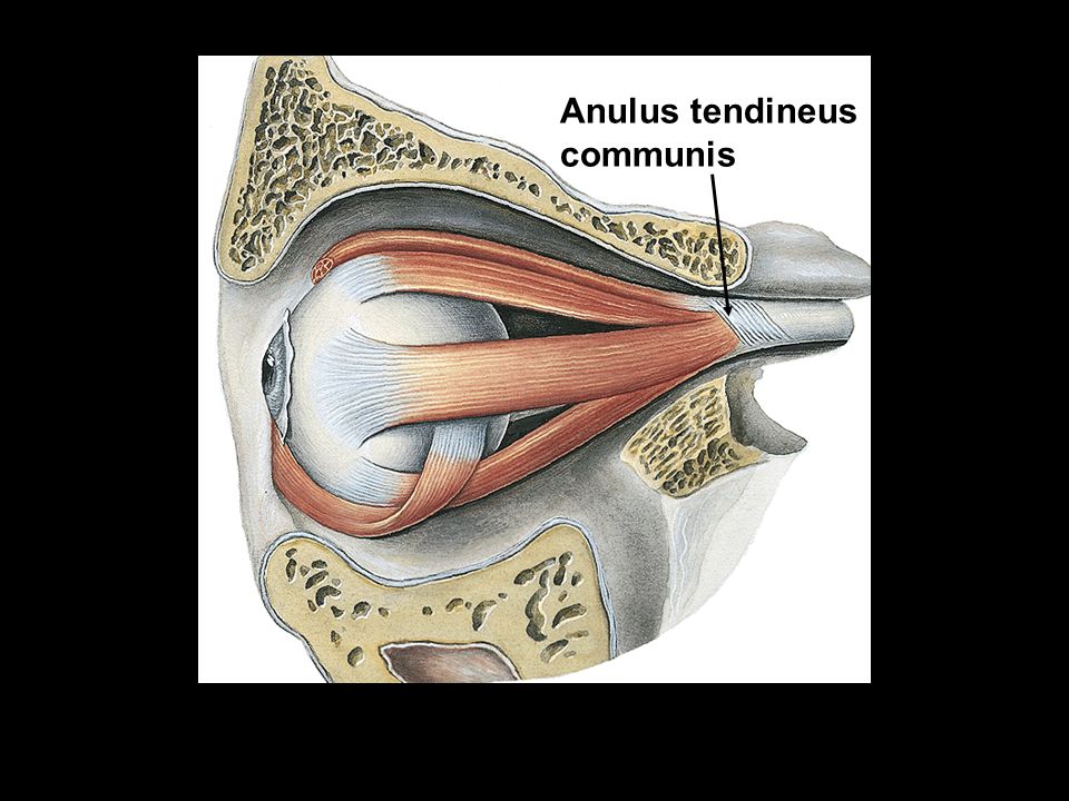Anulus tendineus communis || Med-koM