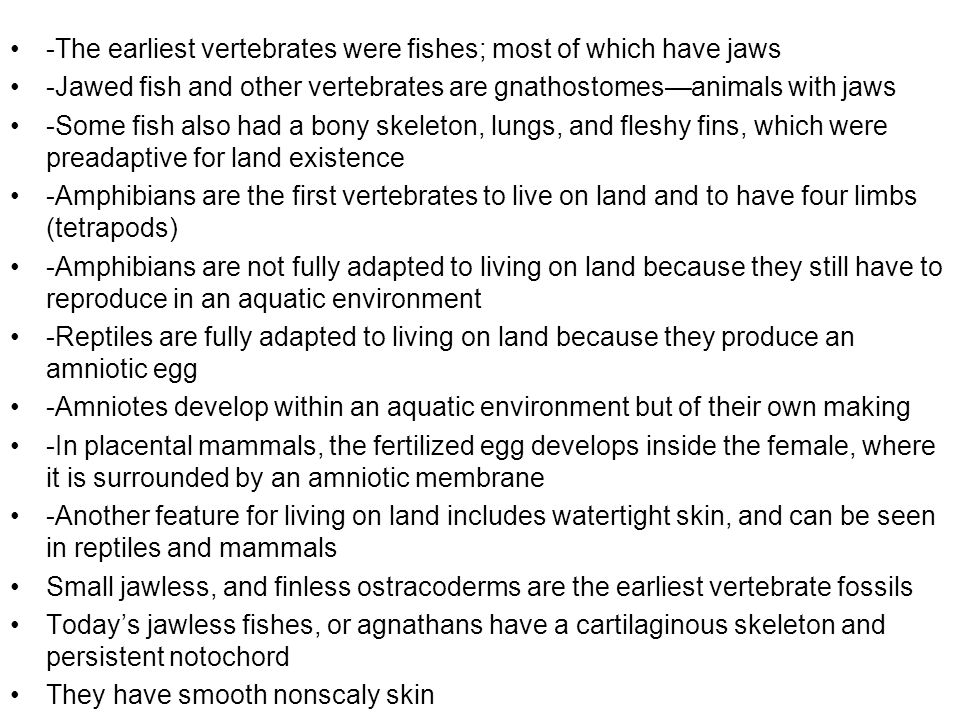 Mader 11 Chapter 29 Vertebrate Evolution. - ppt video online download