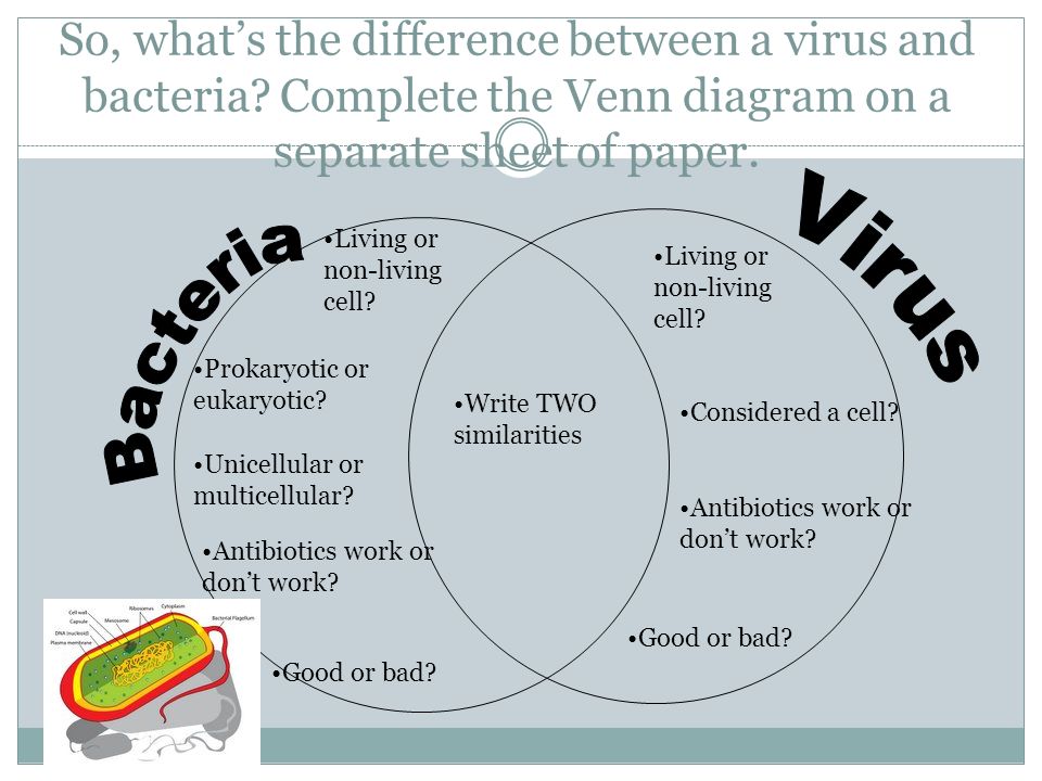 Bacteria Vs Virus Chart