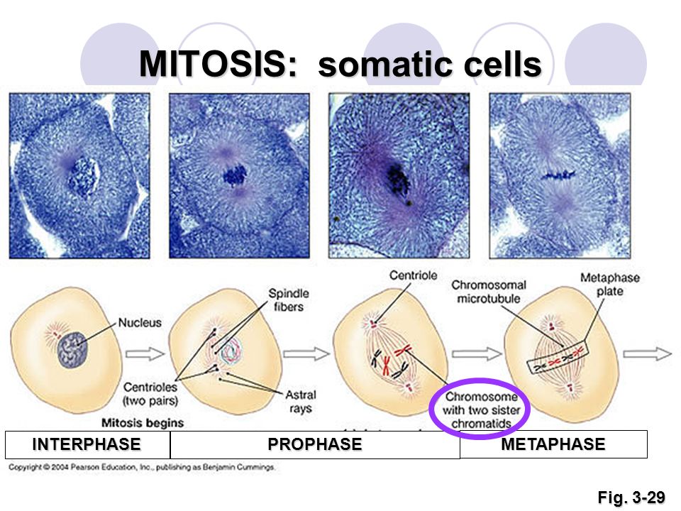 MITOSIS: somatic cells.
