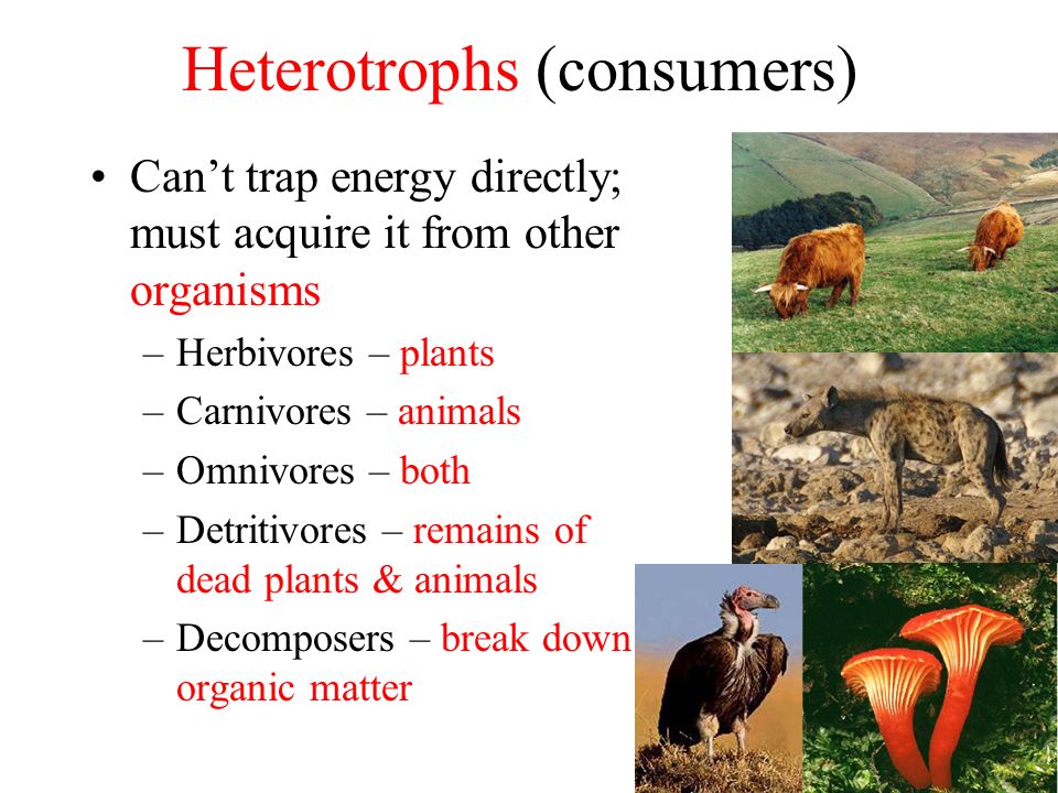 Heterotrophs (consumers)