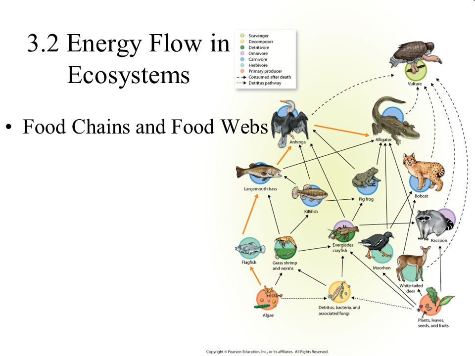 3.2 Energy Flow in Ecosystems