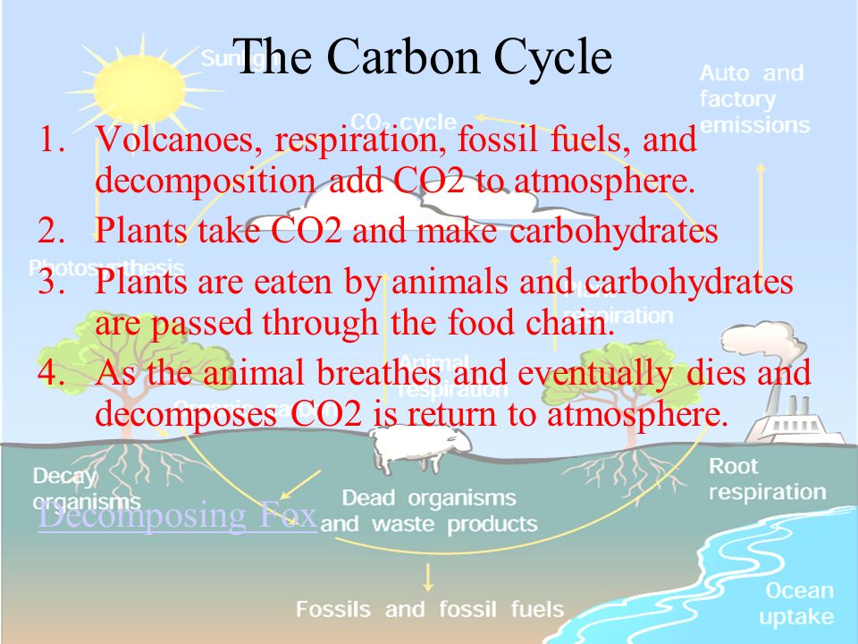 The Carbon Cycle Volcanoes, respiration, fossil fuels, and decomposition add CO2 to atmosphere. Plants take CO2 and make carbohydrates.