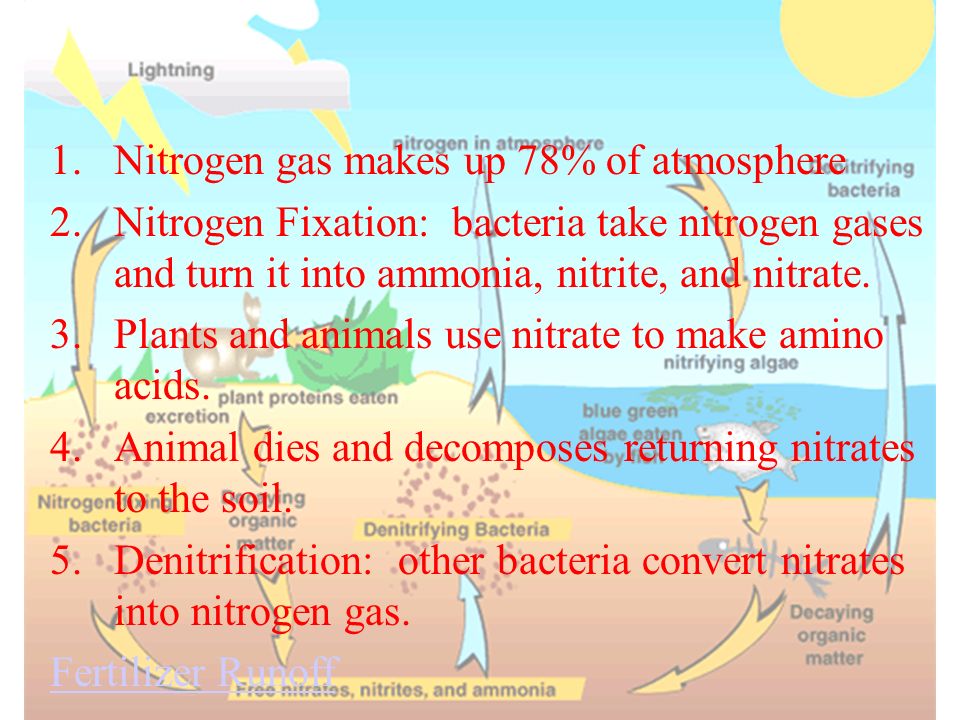 Nitrogen Cycle Nitrogen gas makes up 78% of atmosphere