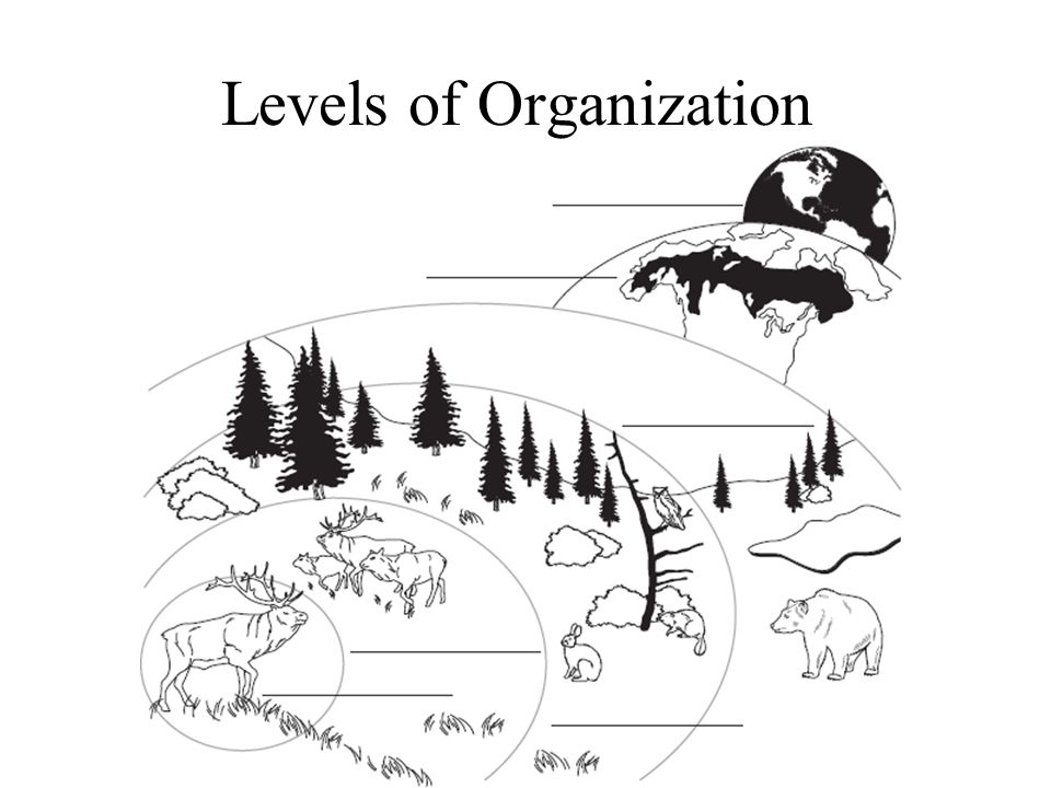 Levels of Organization