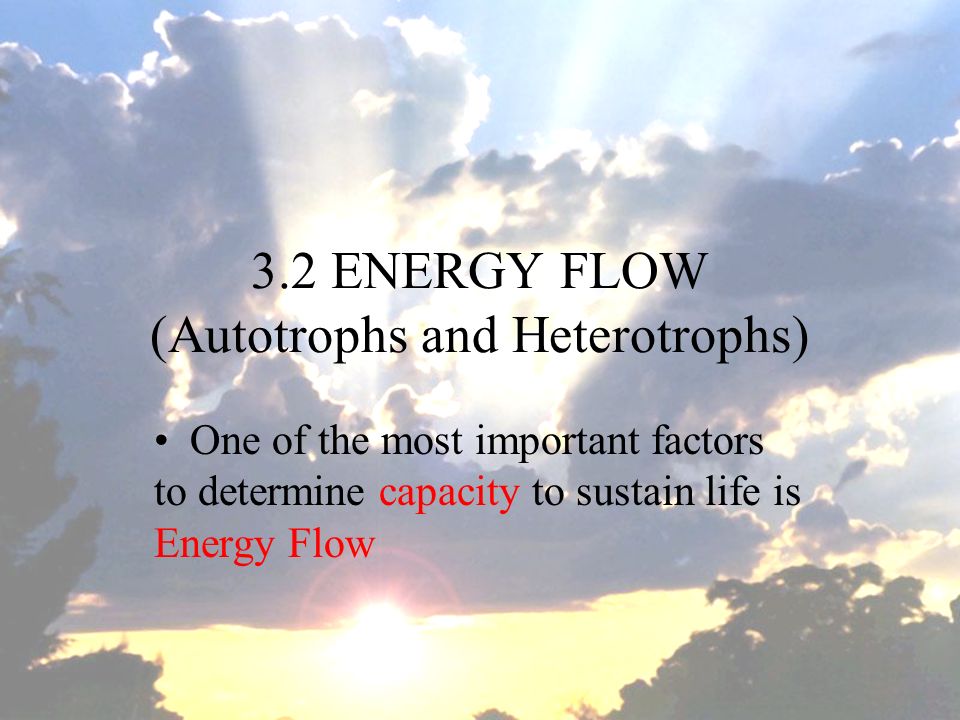 3.2 ENERGY FLOW (Autotrophs and Heterotrophs)