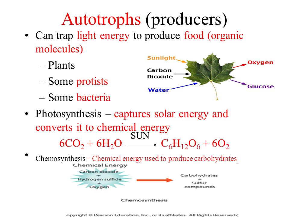 Autotrophs (producers)