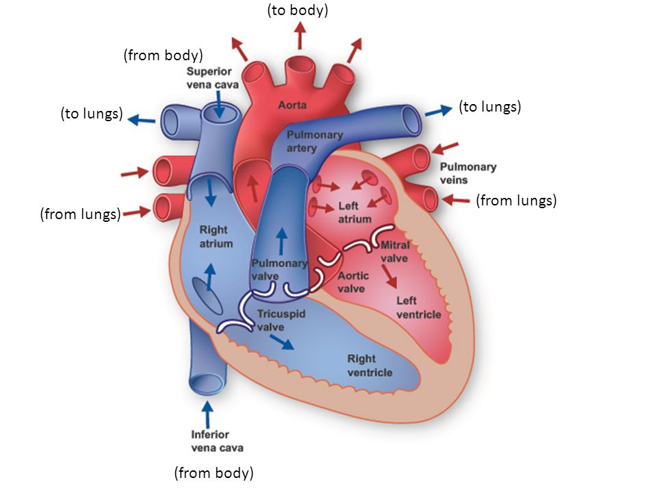 (to body) (from body) (to lungs) (to lungs) (from lungs) (from lungs) (from body)