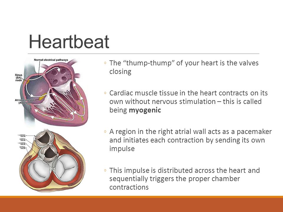 Heartbeat The thump-thump of your heart is the valves closing