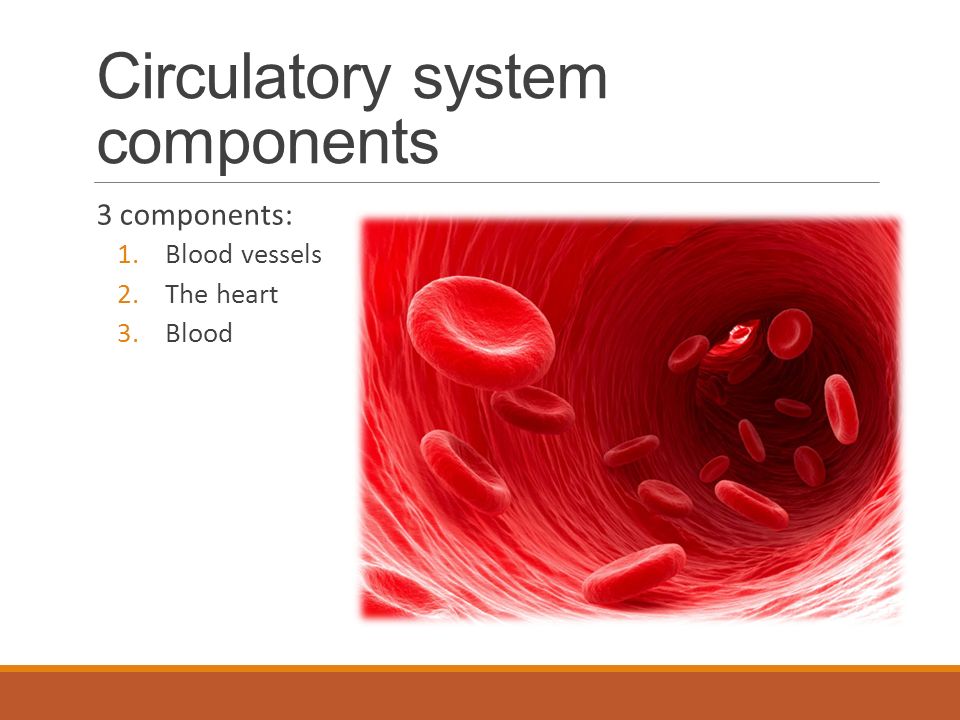 Circulatory system components