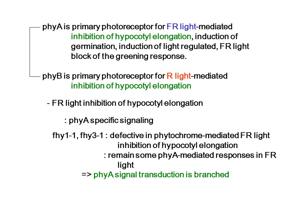 phyA is primary photoreceptor for FR light-mediated inhibition of hypocotyl elongation, induction of germination, induction of light regulated, FR light block of the greening response.