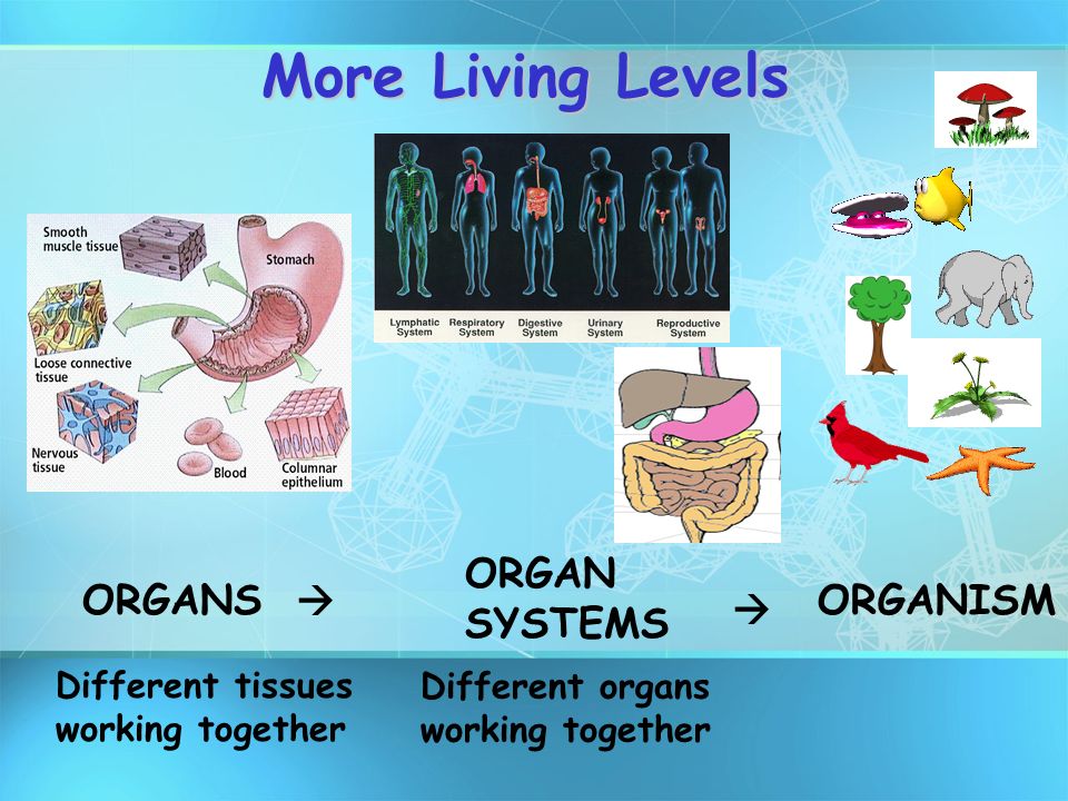 T1 t2 Relaxation of different Tissues. T1 Relaxation of different Tissues. Living levels