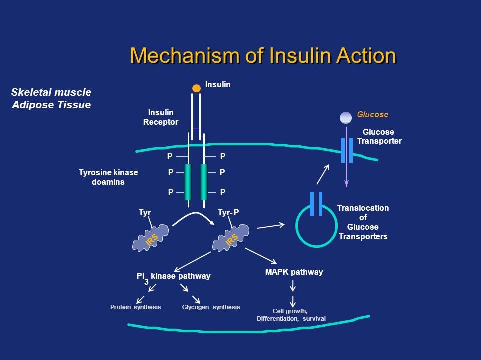 Mechanism of action. Insulin mechanism of Action. Propranolol mechanism of Action. Ephedrine mechanism of Action. SSRIS mechanism of Action.