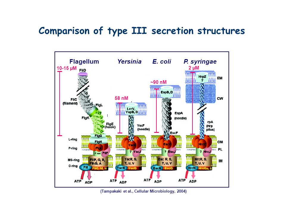 Comparison of type III secretion structures