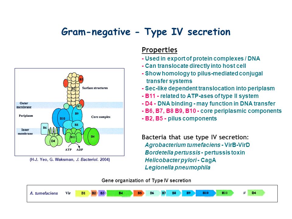 Gram-negative - Type IV secretion