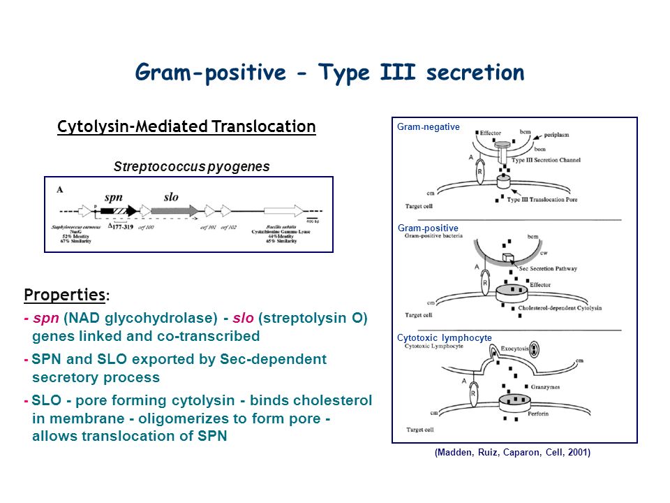 Gram-positive - Type III secretion
