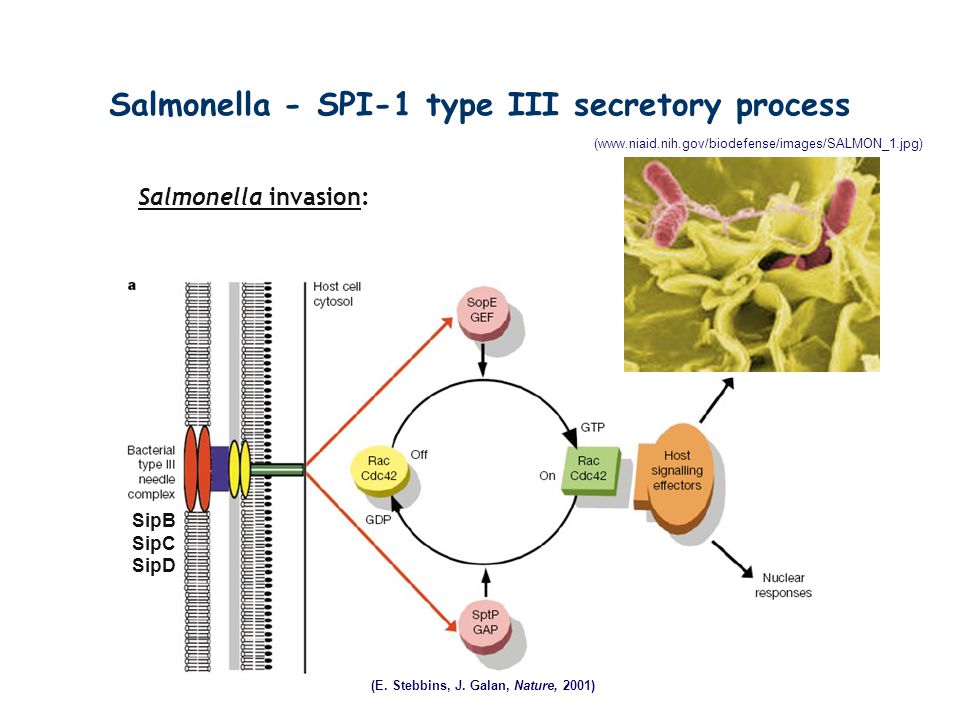 Salmonella - SPI-1 type III secretory process