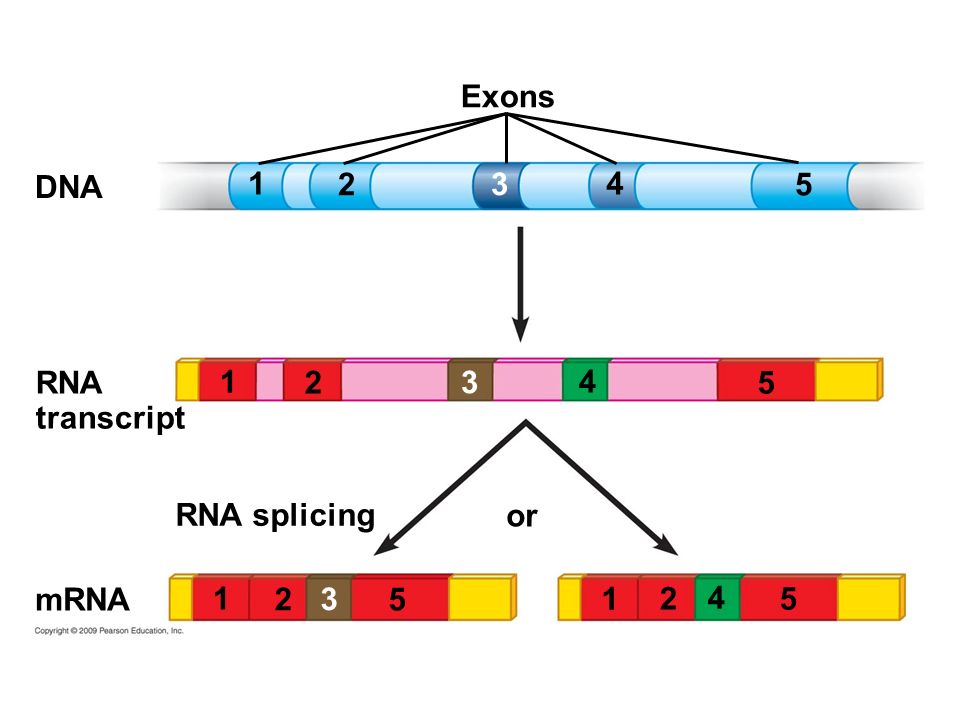 Exons DNA RNA transcript RNA splicing or mRNA 1 2