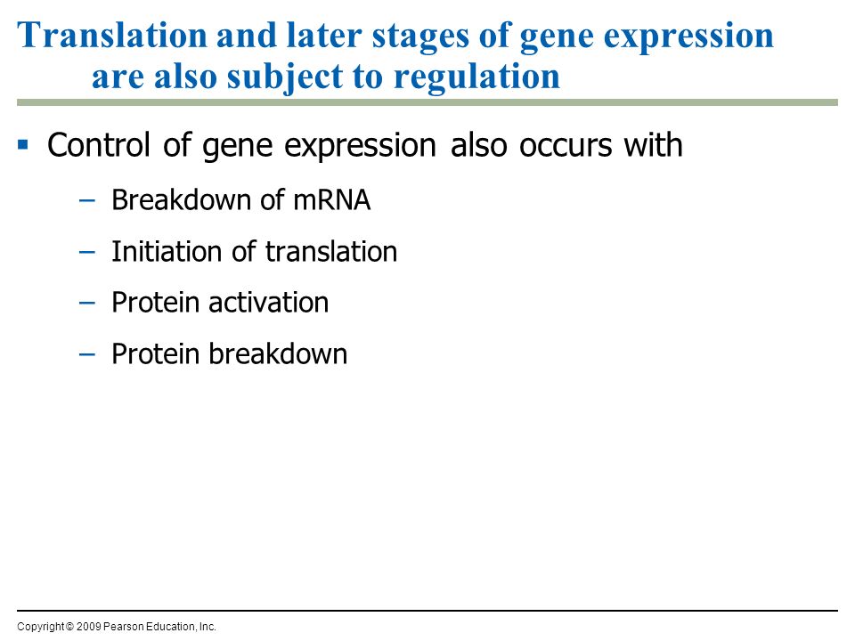 Translation and later stages of gene expression are also subject to regulation