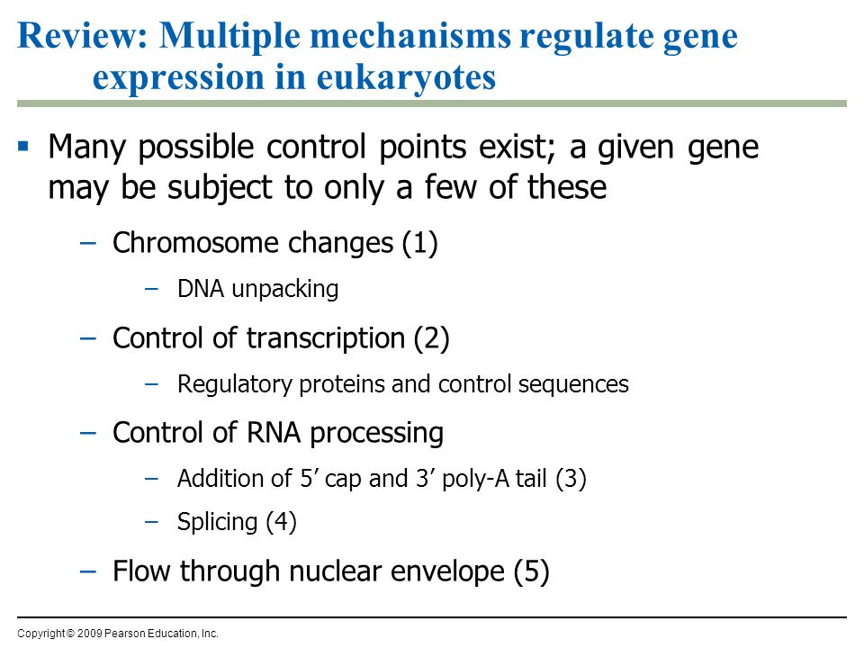Review: Multiple mechanisms regulate gene expression in eukaryotes