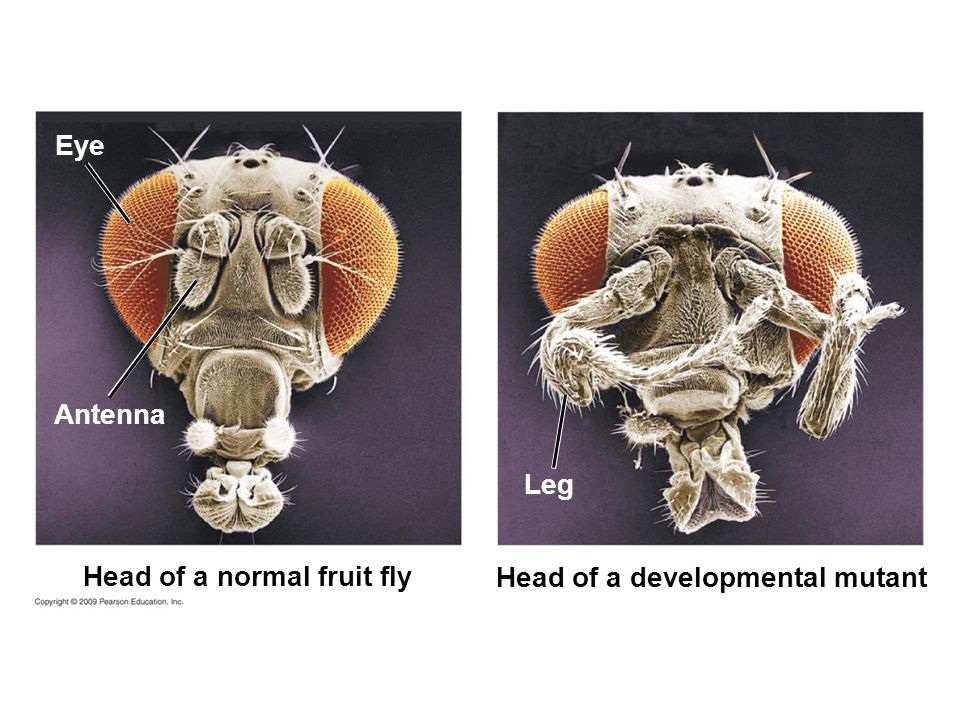 Head of a normal fruit fly Head of a developmental mutant