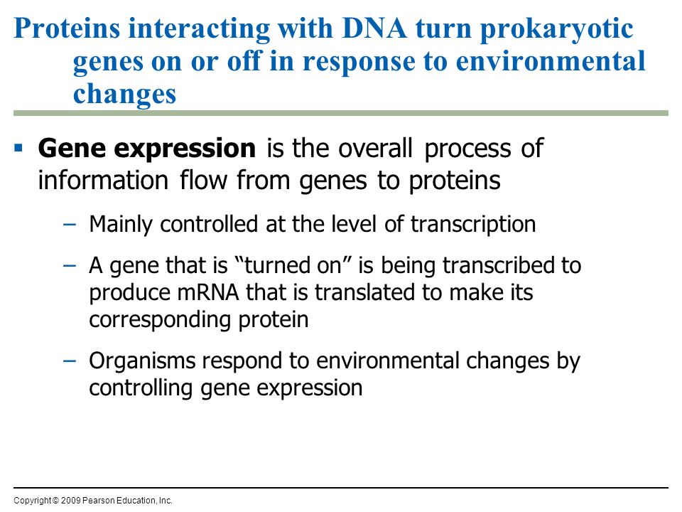 Proteins interacting with DNA turn prokaryotic genes on or off in response to environmental changes