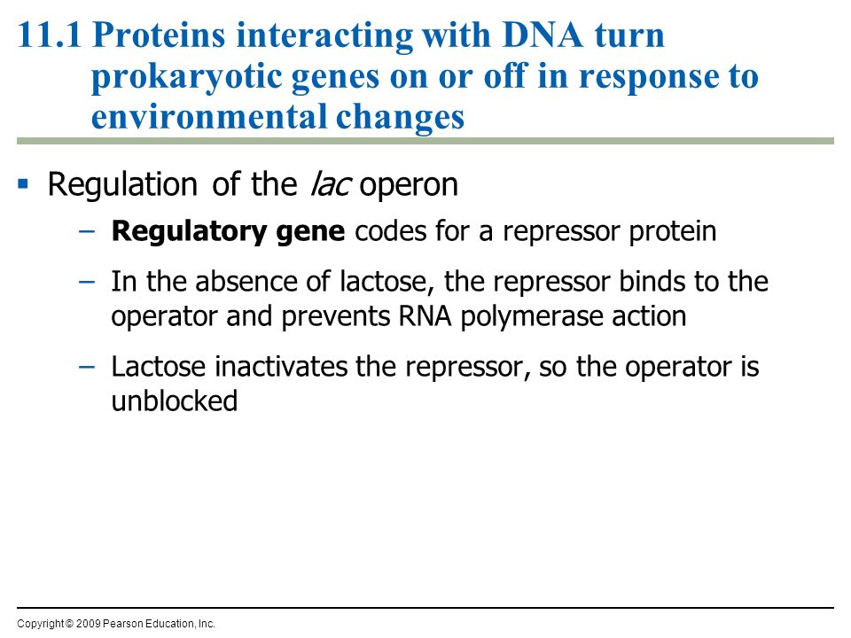 11.1 Proteins interacting with DNA turn prokaryotic genes on or off in response to environmental changes