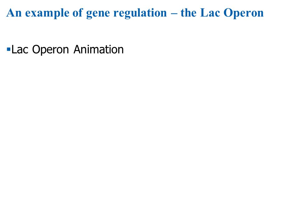 An example of gene regulation – the Lac Operon