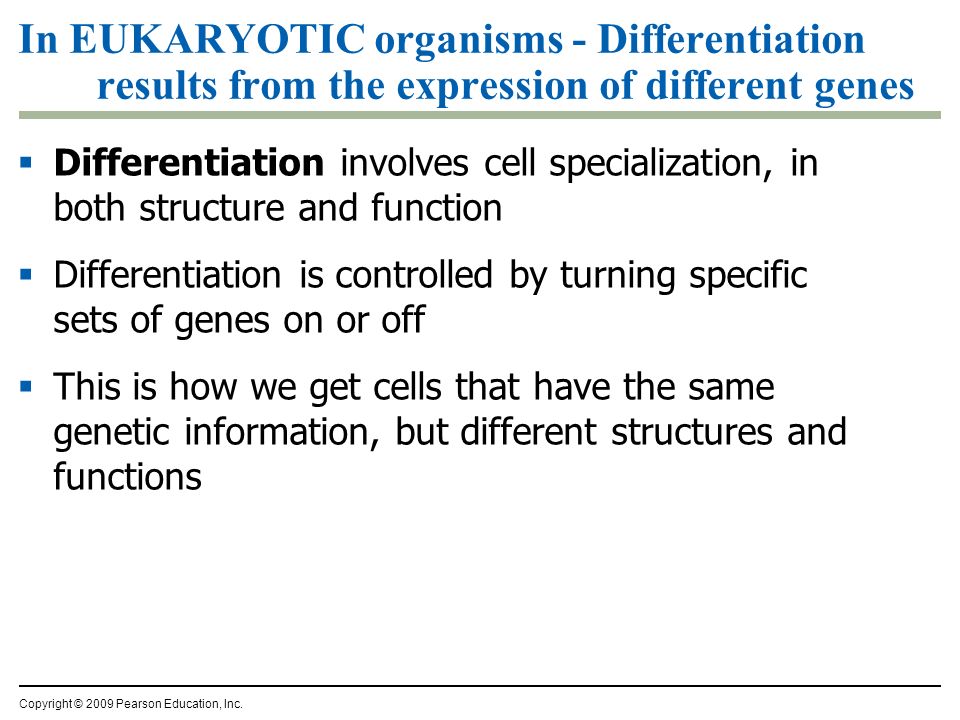 In EUKARYOTIC organisms - Differentiation results from the expression of different genes