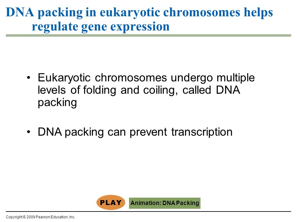 DNA packing in eukaryotic chromosomes helps regulate gene expression