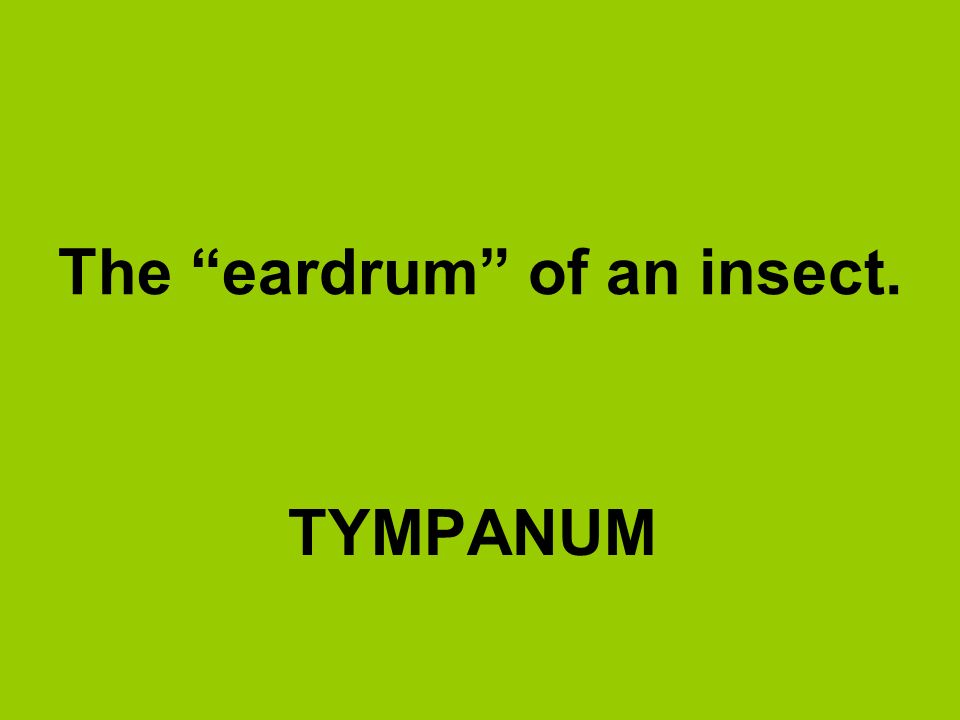The eardrum of an insect.