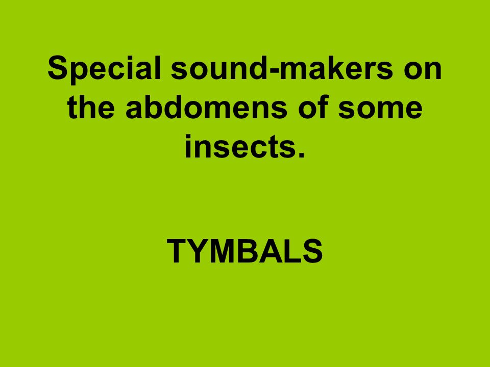Special sound-makers on the abdomens of some insects.