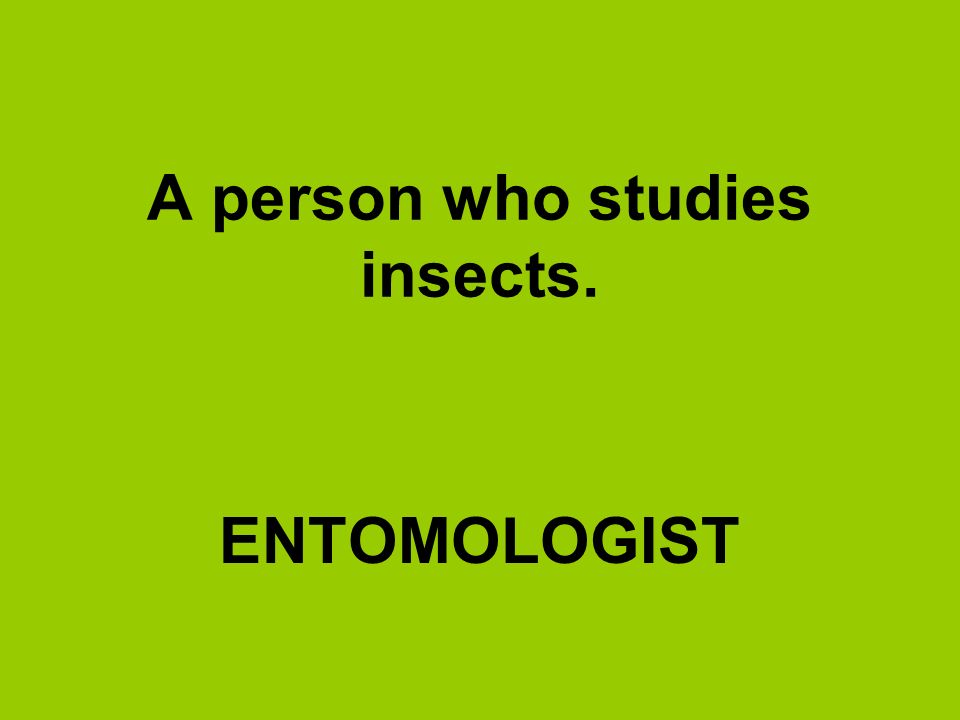 A person who studies insects.