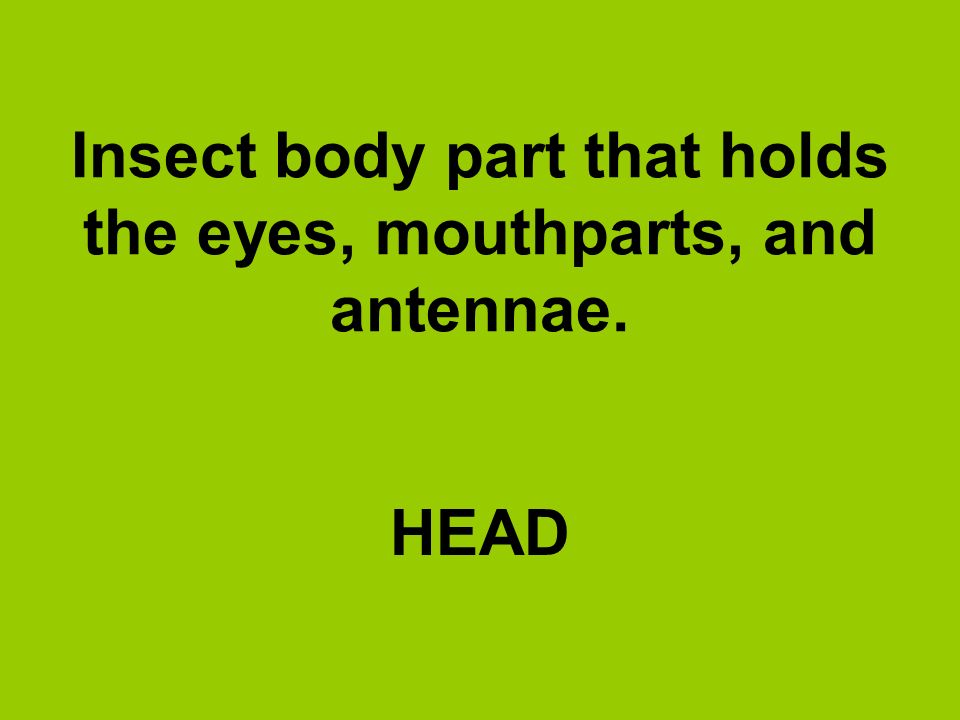 Insect body part that holds the eyes, mouthparts, and antennae.