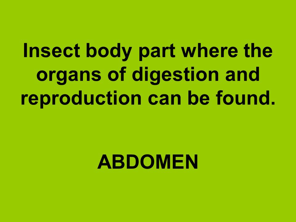 Insect body part where the organs of digestion and reproduction can be found.