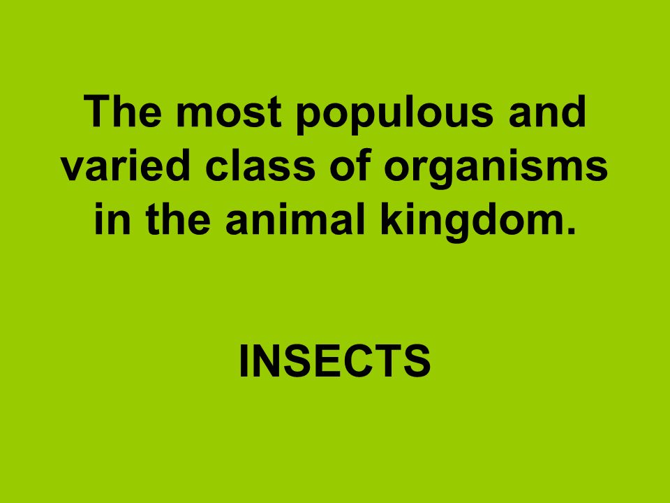 The most populous and varied class of organisms in the animal kingdom.