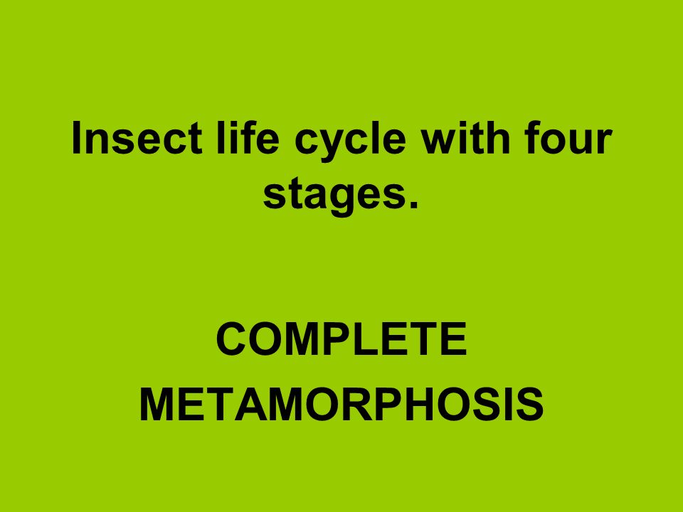 Insect life cycle with four stages.