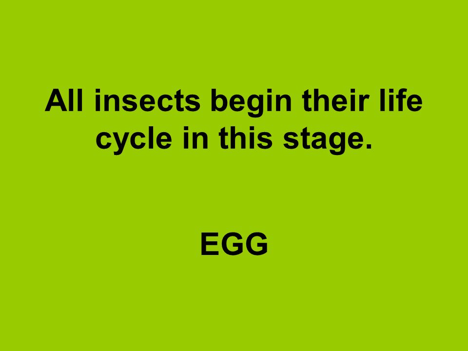 All insects begin their life cycle in this stage.