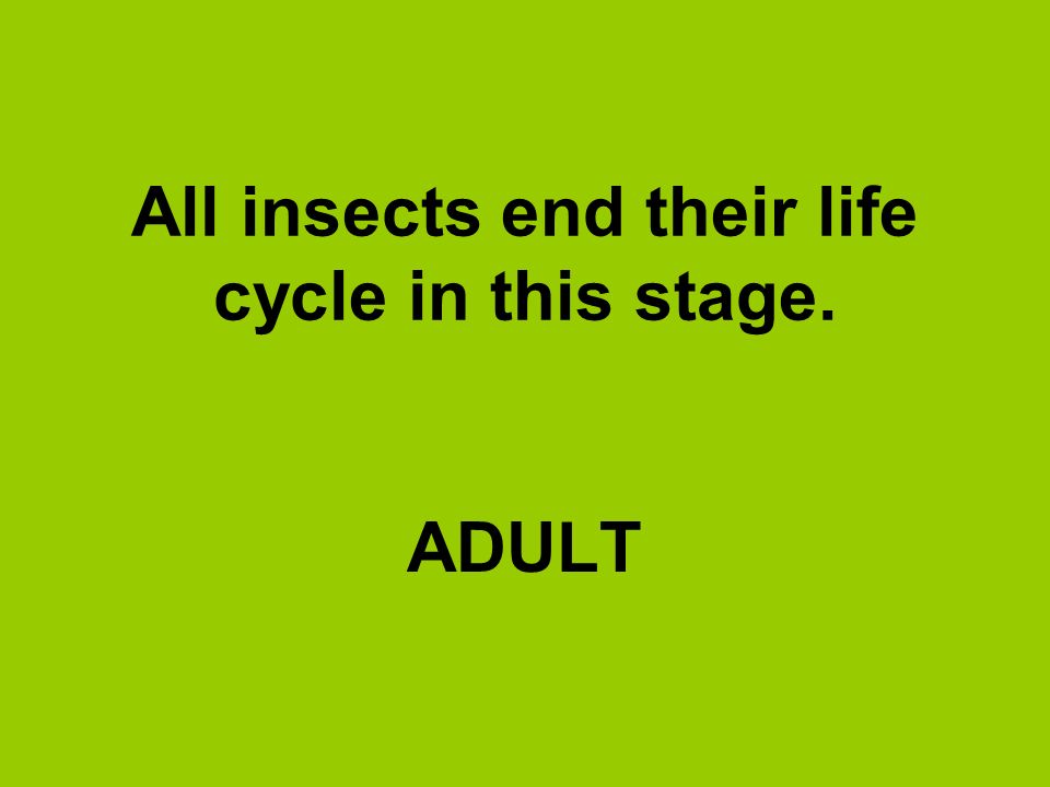 All insects end their life cycle in this stage.