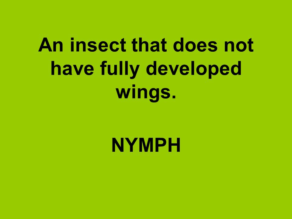 An insect that does not have fully developed wings.