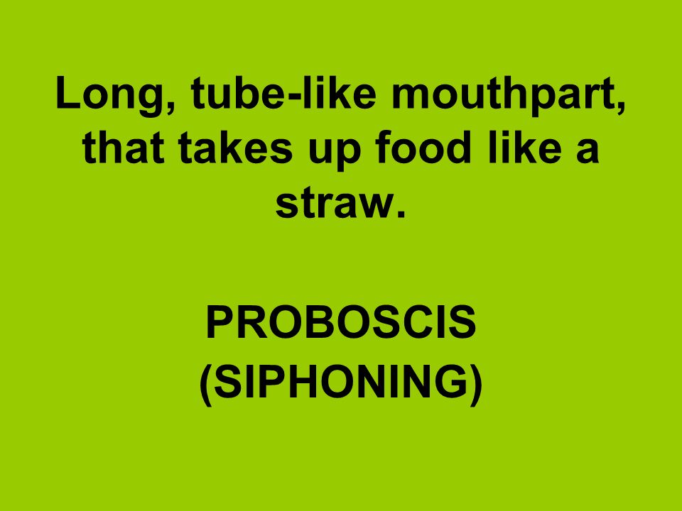 Long, tube-like mouthpart, that takes up food like a straw.