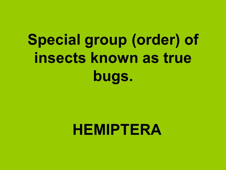 Special group (order) of insects known as true bugs.