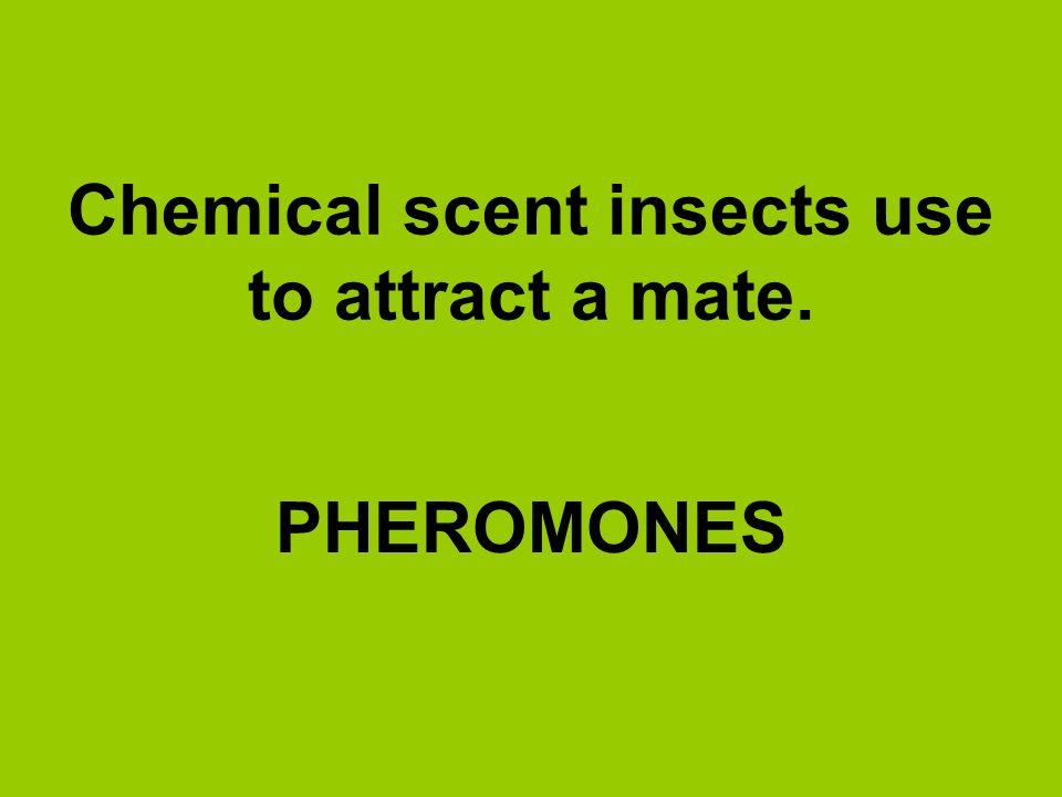 Chemical scent insects use to attract a mate.