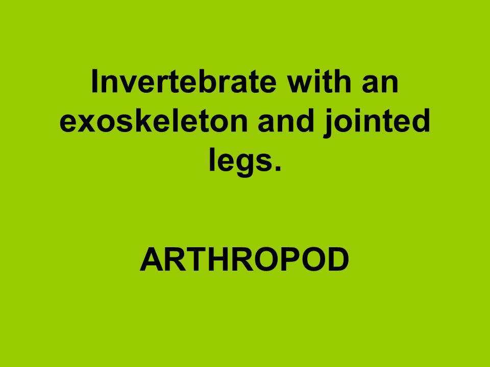 Invertebrate with an exoskeleton and jointed legs.