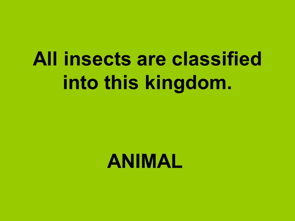All insects are classified into this kingdom.
