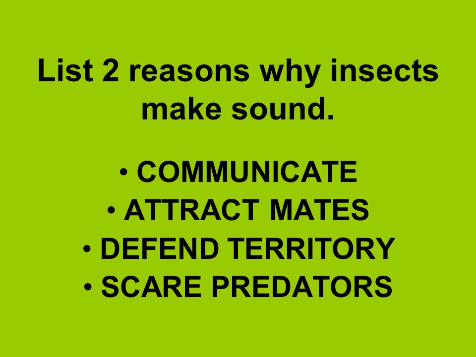 List 2 reasons why insects make sound.
