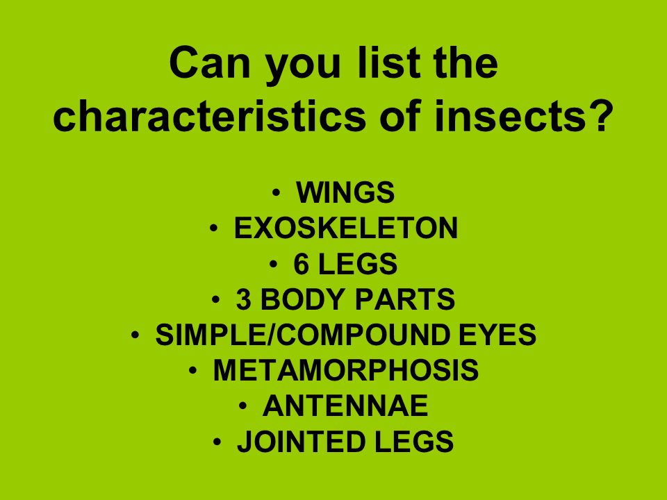 Can you list the characteristics of insects