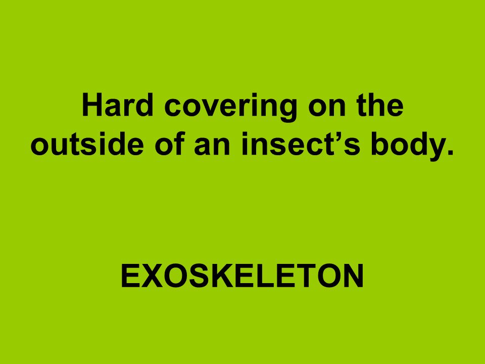 Hard covering on the outside of an insect’s body.